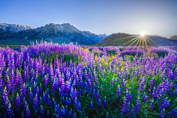 USA_Mountains_Lupinus_Scenery_Lone_Pine_California