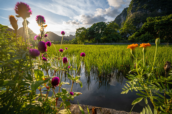 Vietnam_Rice_Fields